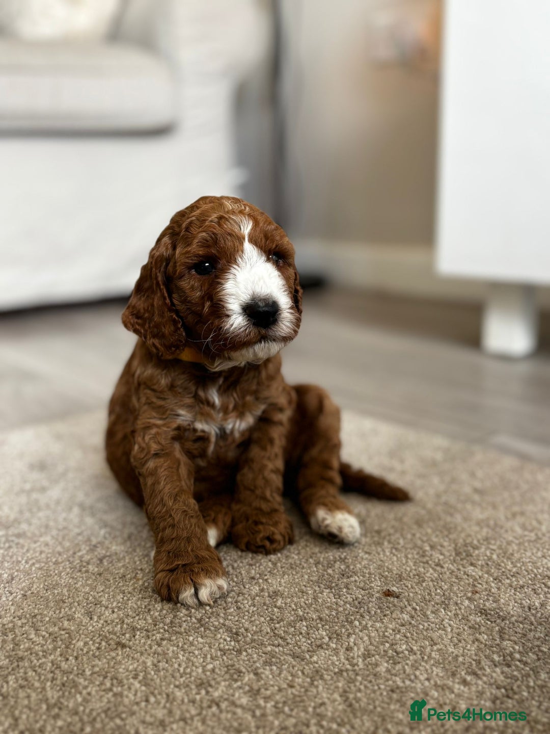 Cockapoo dogs for sale: Beautiful Cockapoo F2 puppies  - Image 12
