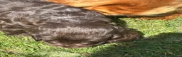 Cocker Spaniel dogs for sale: Show cocker spaniels kc reg pups ready 14 th June  - Advert 8