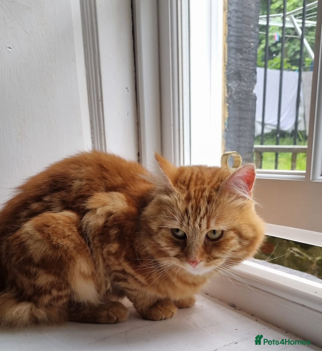 Siberian cats for stud: Handsome Ginger Siberian Cat for Stud - Image 3