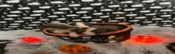 Whippet dogs for sale: Pedigree whippet puppies  in Crook - Advert 19