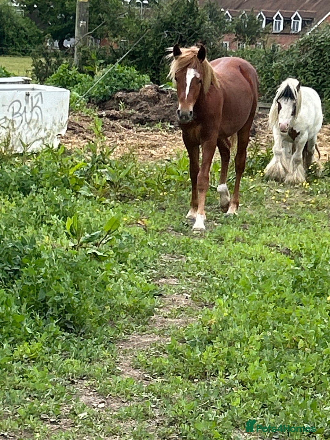 New Forest horses for sale: New forest gelding - Image 2
