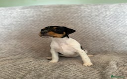 Jack Russell dogs for sale: Stunning tri coloured Jack Russel girl available  - Image 4
