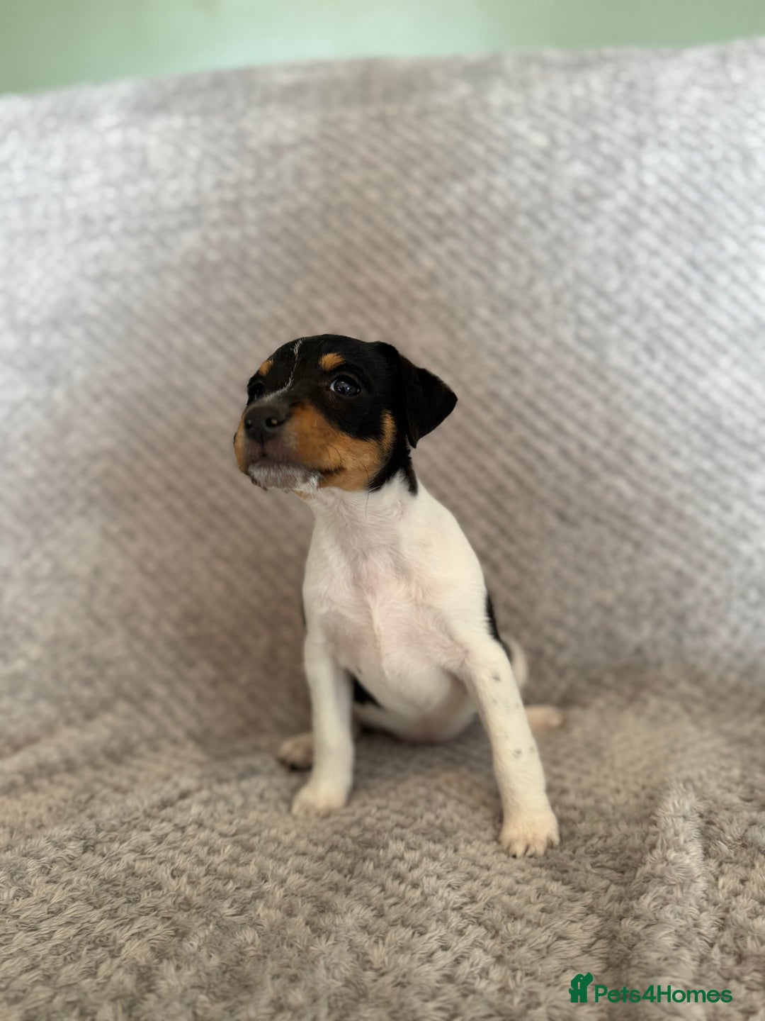 Jack Russell dogs for sale: Stunning tri coloured Jack Russel girl available  - Image 4