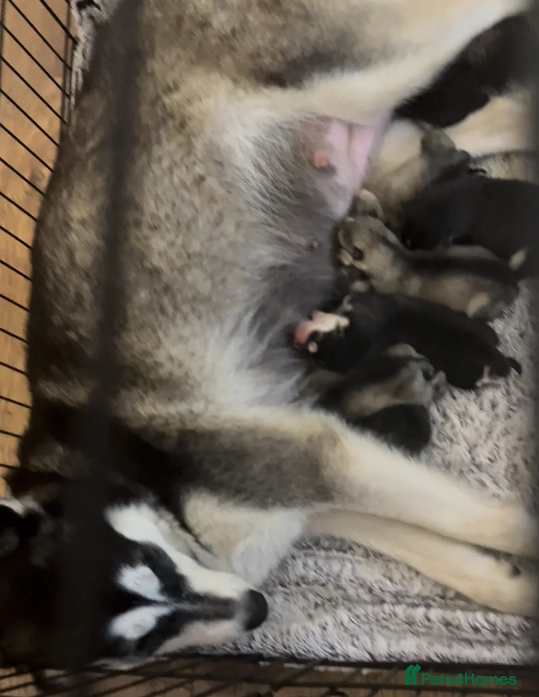Alaskan Malamute dogs for sale: Beautiful Alaskan Malamute Puppies For Sale - Advert 2