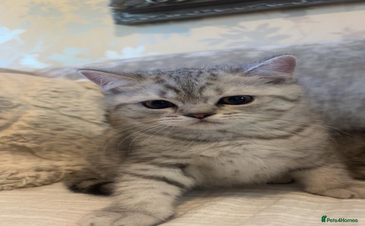 Scottish Fold cats - Advert 9