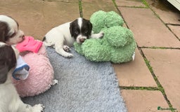 English Springer Spaniel dogs for sale: Oustanding DNA KC working Springer Spaniel pups - Image 13