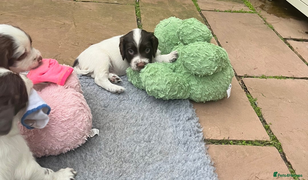 English Springer Spaniel dogs for sale: Oustanding DNA KC working Springer Spaniel pups - Image 13