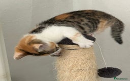 Bengal cats for sale: Bengal Calico kittens  - Image 28