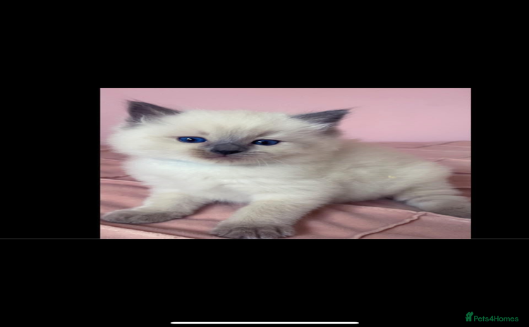 Ragdoll cats - Advert 9