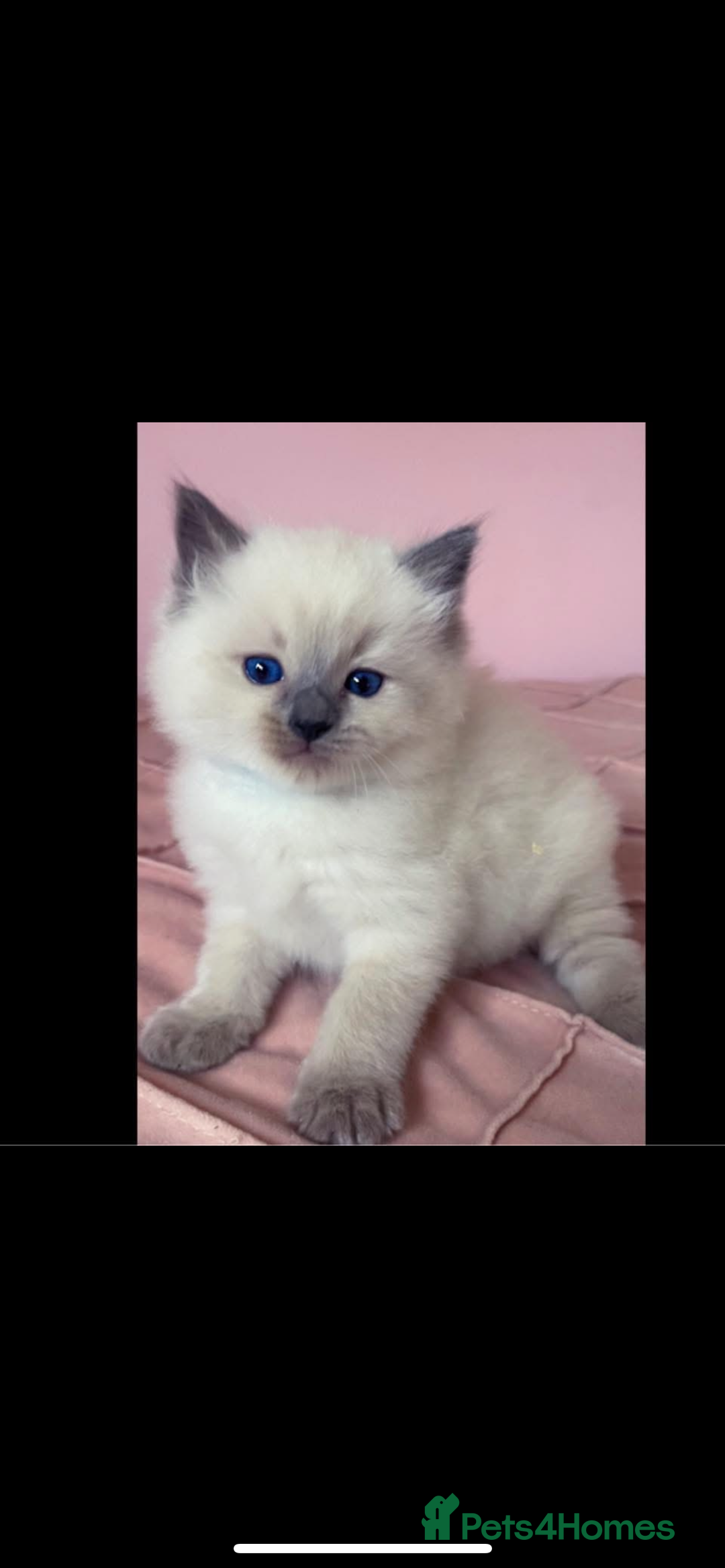 Ragdoll cats for sale: Ragdoll kittens due - Image 9