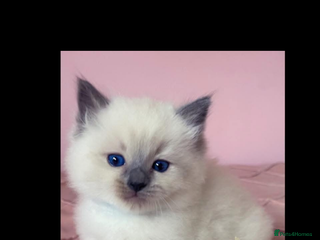 Ragdoll cats - Advert 7