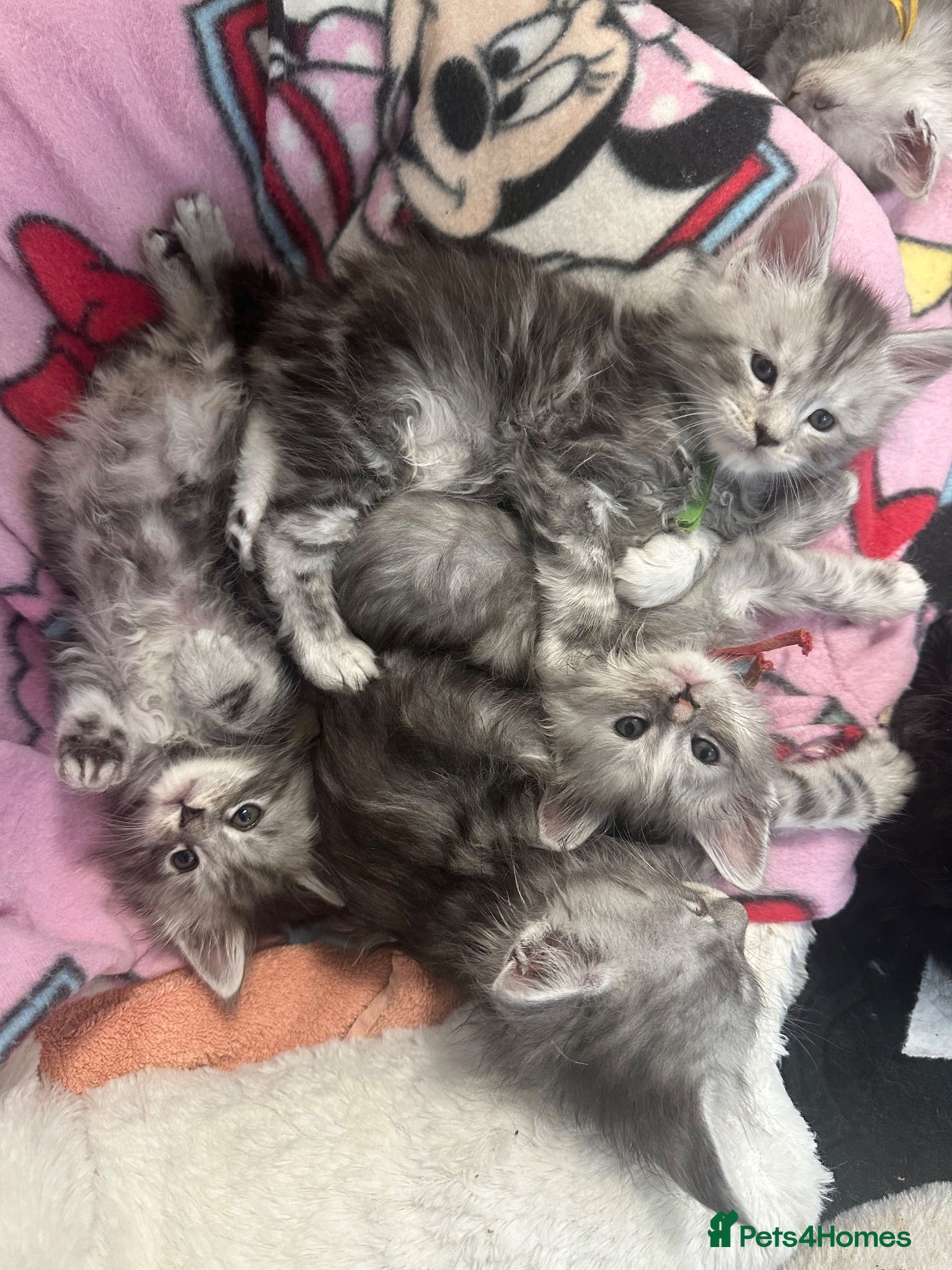 Maine Coon cats Beautiful tica registered mainecoon babies  - Advert 1