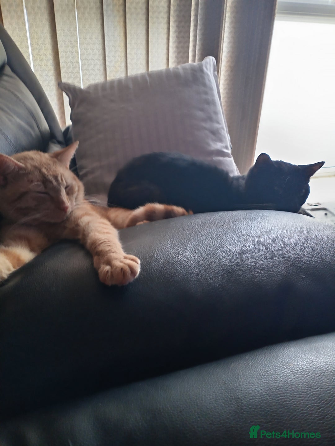 British Shorthair cats for sale: ******  - Image 5