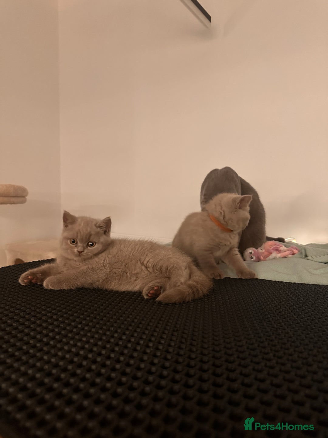 British Shorthair cats for sale: 2 lilac British shorthair boys 🐻💙🐻 - Image 5