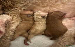 Maltipoo dogs for sale: 🐶 3 Gorgeous Toy Maltipoo F1b Puppies for sale🐶  - Image 22