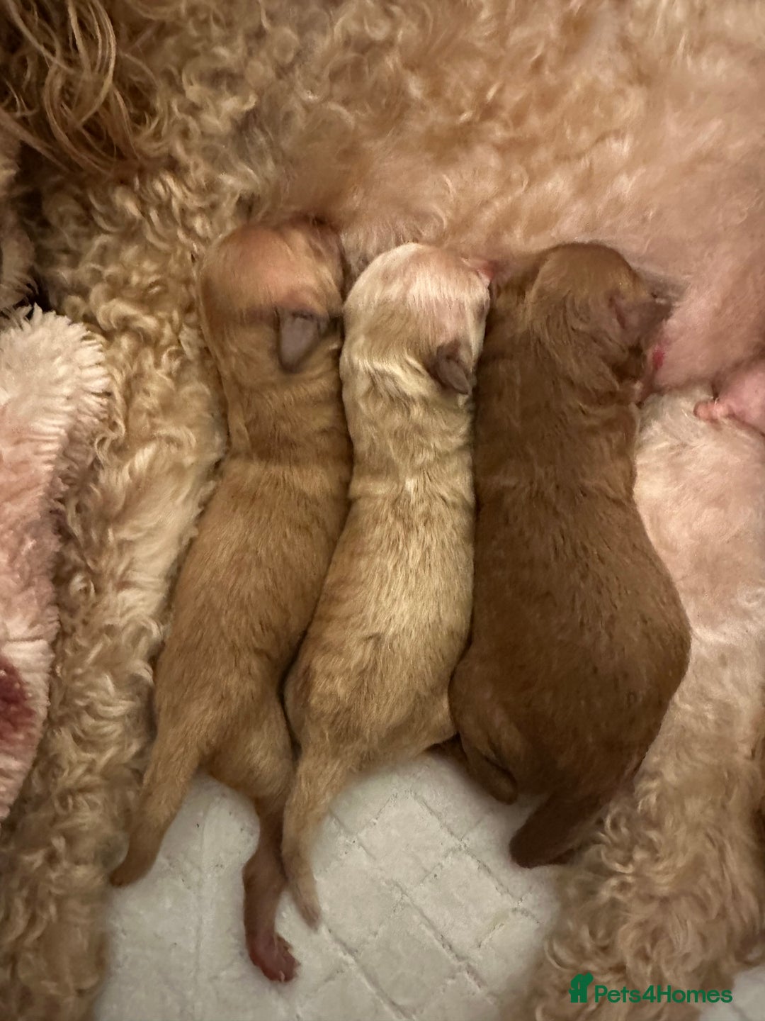 Maltipoo dogs for sale: 🐶 3 Gorgeous Toy Maltipoo F1b Puppies for sale🐶  - Image 22