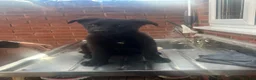 German Shepherd dogs for sale: BLACK TOP QUALITY CZECH GERMAN SHEPHERD PUPPY!! - Advert 3