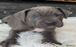 Cane Corso dogs for sale: Elite Champion Bloodline Cane Corso puppies - Image 10