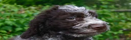 Lagotto Romagnolo dogs for sale: Kc lagotto romagnolo puppies - Advert 9