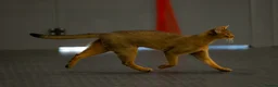 Abyssinian cats for sale: 2 beautiful Abyssinian boys  - Advert 14