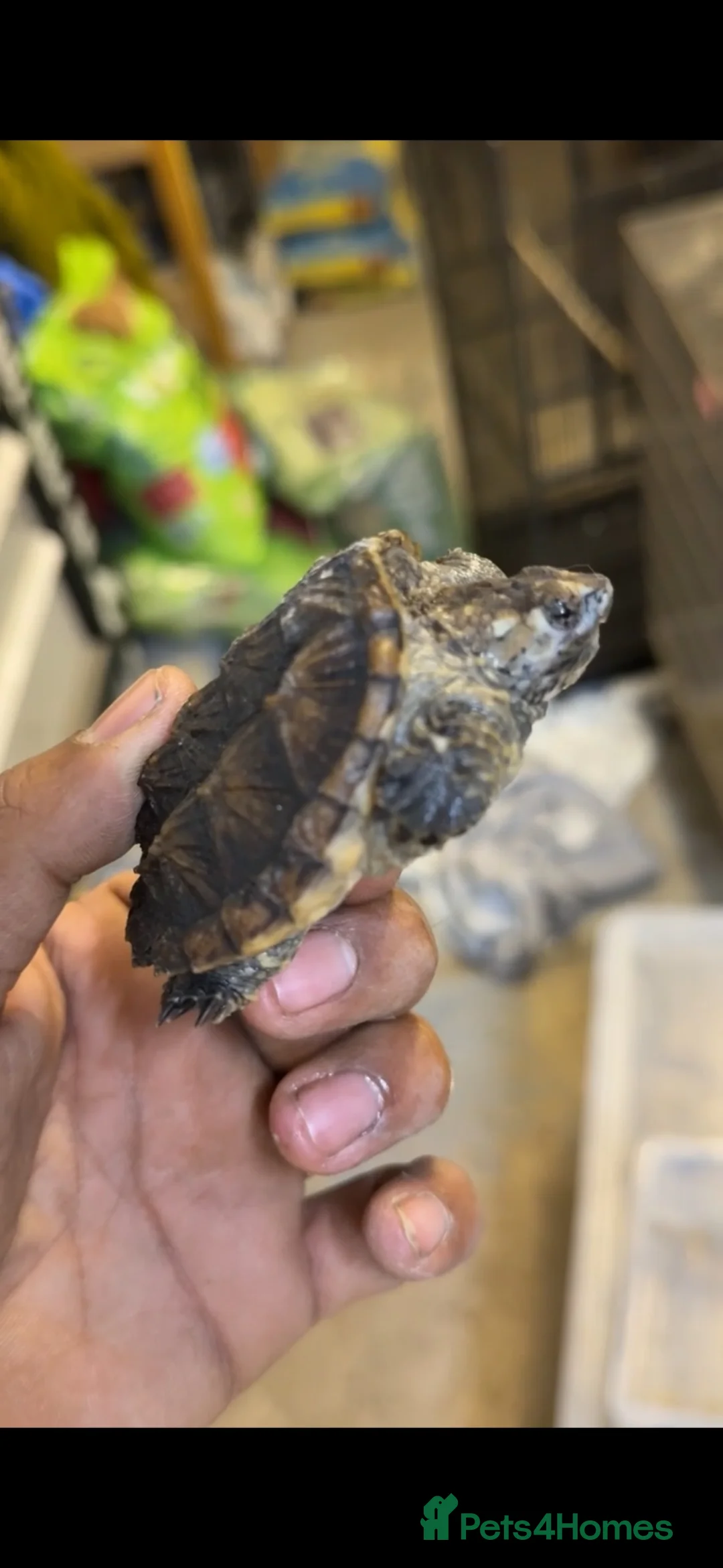 Turtle reptiles for sale: Turtles  - Advert 1