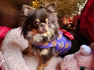 Chihuahua dogs in Alford - Advert 12