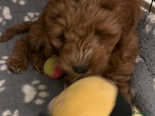 Cockapoo dogs Beautiful Red F1 Cockapoo Fully Vaccinated - Advert 2