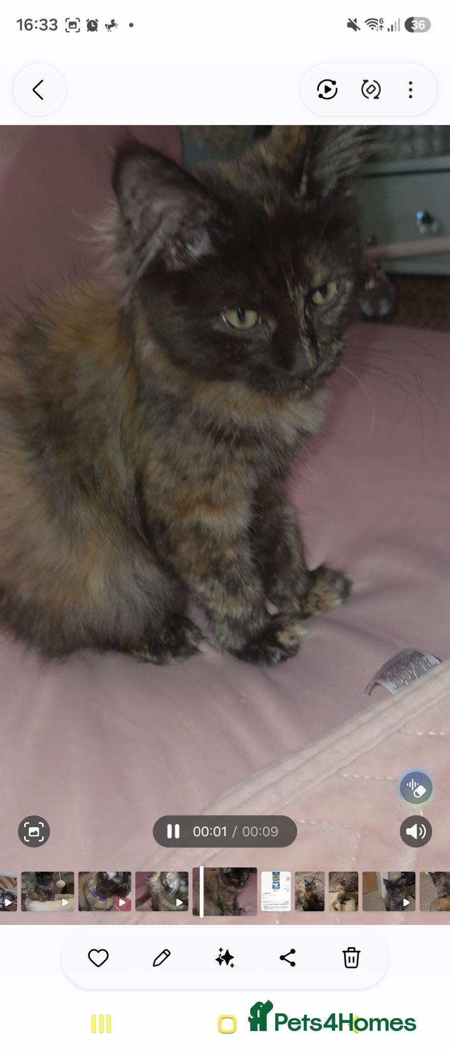 Maine Coon cats Rare colour Tortie smoke - Advert 14