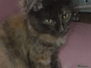 Maine Coon cats Rare colour Tortie smoke - Advert 14