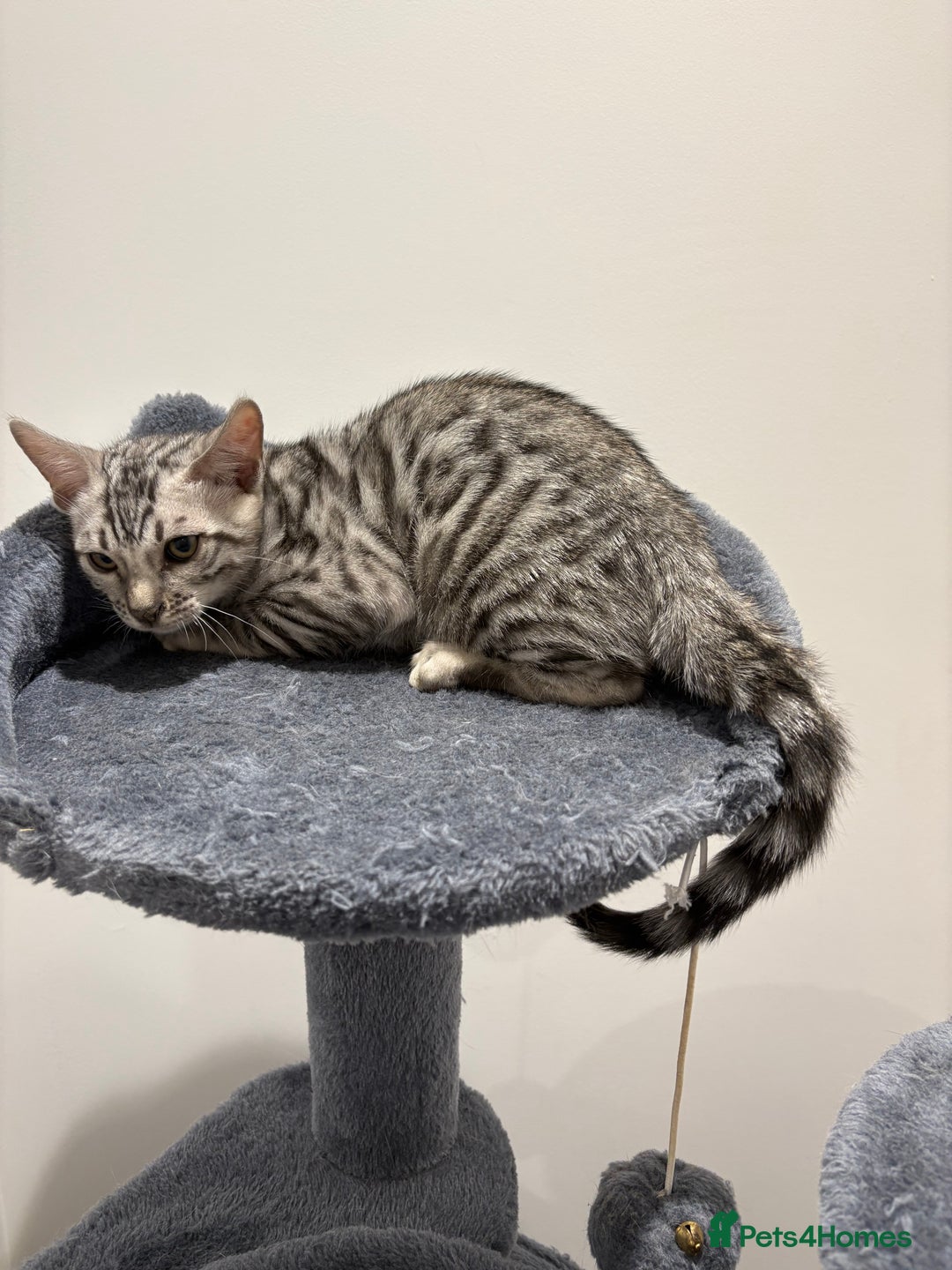 Bengal cats for sale: Bengal Kittens for Sale! (4 BOYS) - Image 7