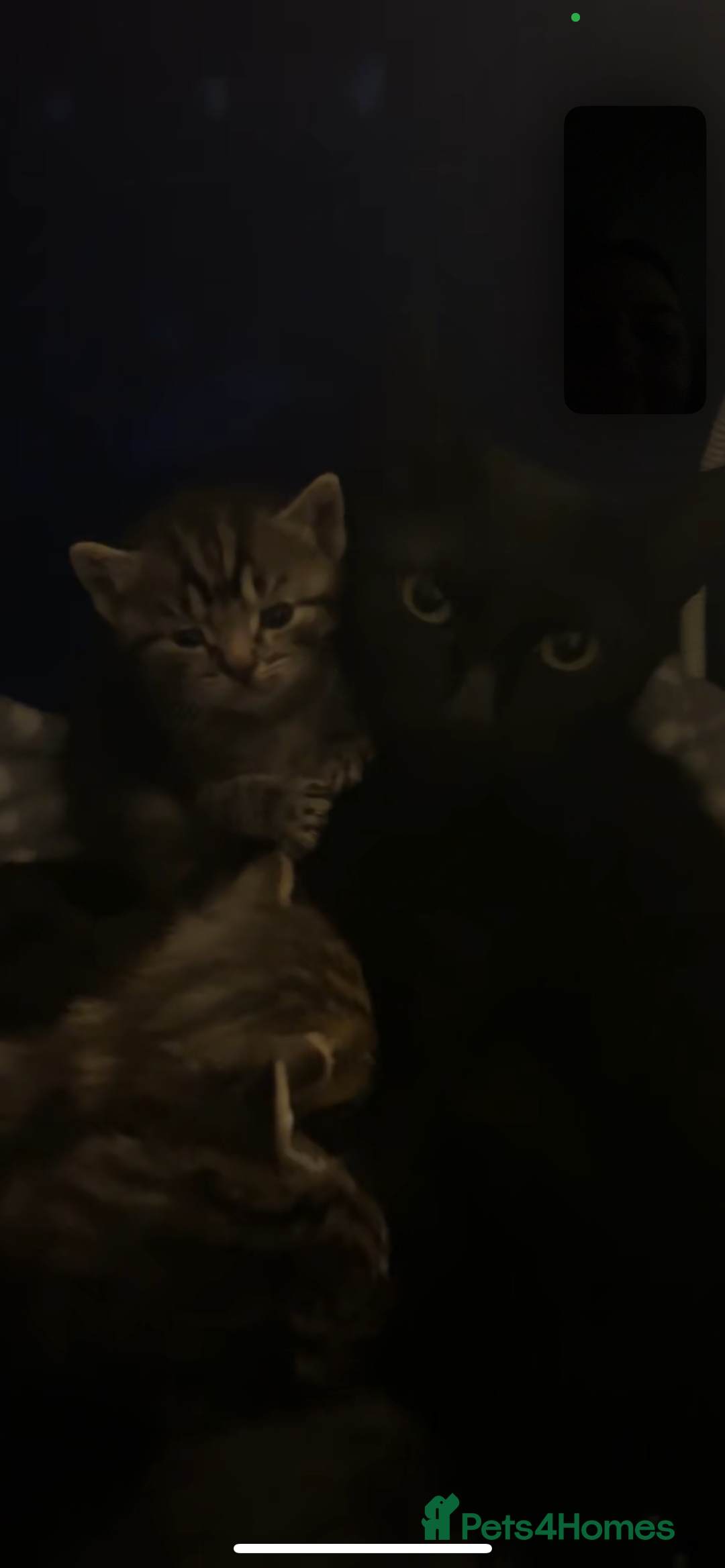 Toybob cats for sale: Kittens for sale  - Image 12