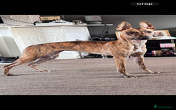 Lurcher dogs for sale: 9 month old Bull lurcher bitch  - Image 3