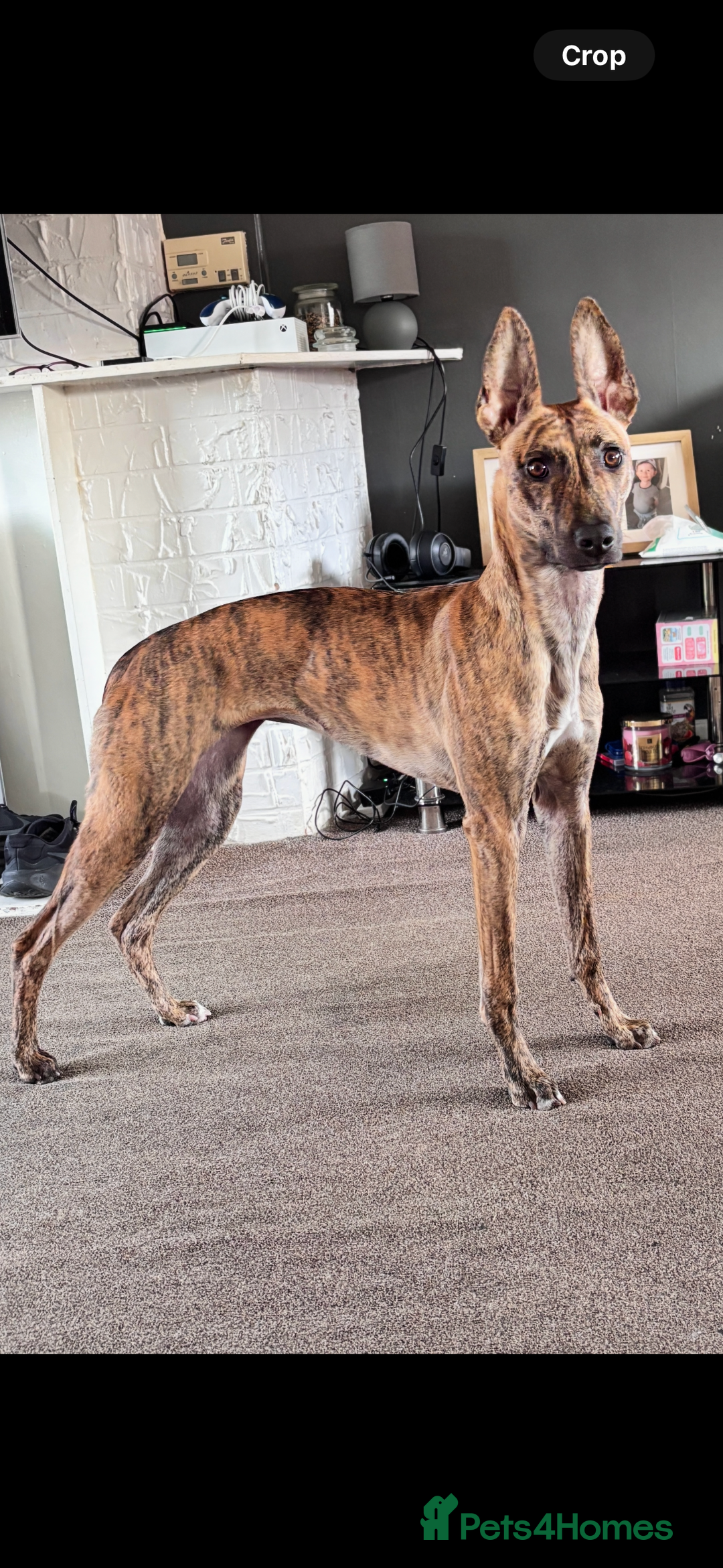 Lurcher dogs for sale: 9 month old Bull lurcher bitch  - Image 3