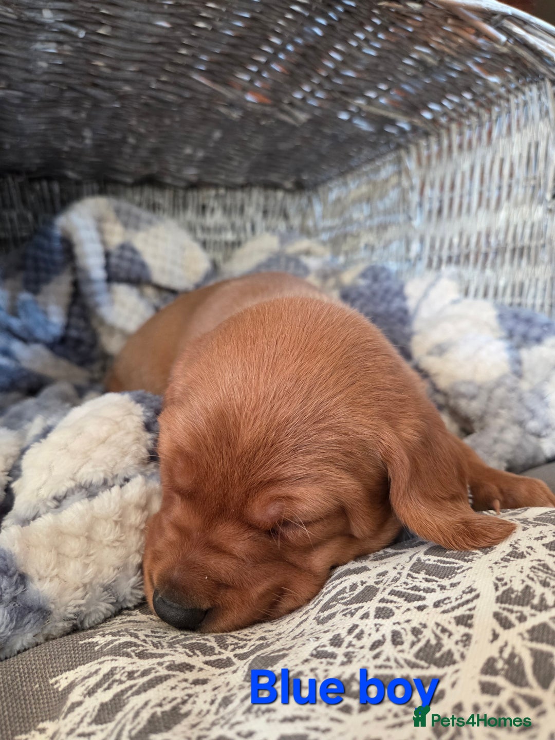 Labrador Retriever dogs for sale: Stunning Red fox labrador puppies  - Advert 28