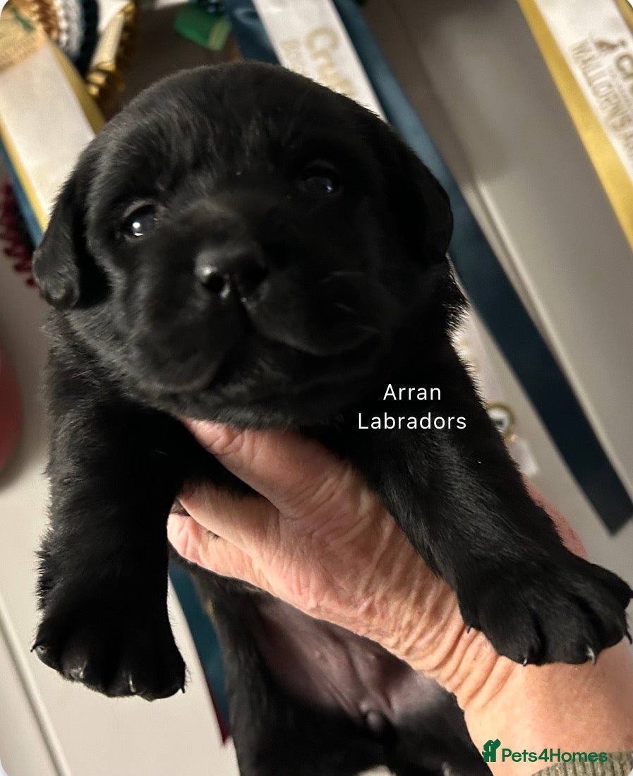 Labrador Retriever dogs Black Purebred Pedigree Show Line look Labradors - Advert 2