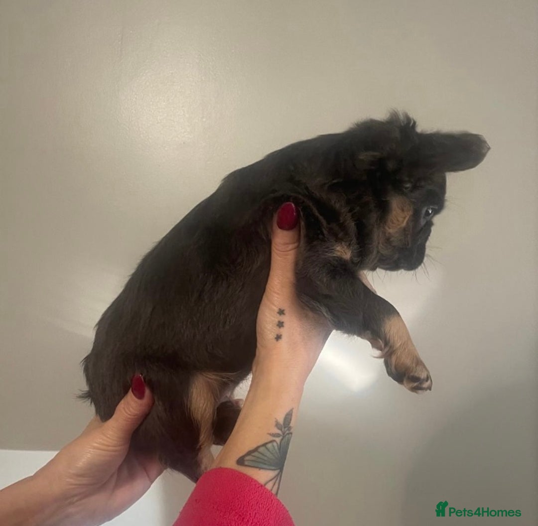 French Bulldog dogs for sale: Blue and Tan Fluffy French Bulldog - Advert 4