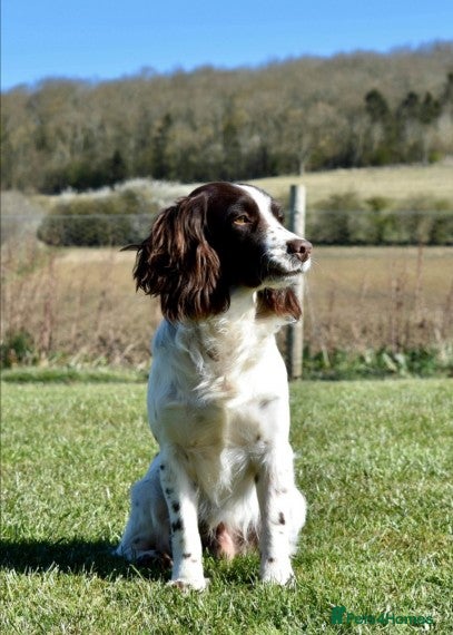 Cocker Spaniel dogs KC  health tested working cocker spaniel at stud in Malton - Advert 3