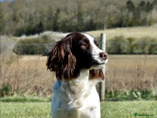 Cocker Spaniel dogs in Malton - Advert 34