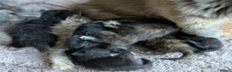 Maine Coon cats for sale: Gorgeous Maine Coon kittens looking for homes - Advert 29