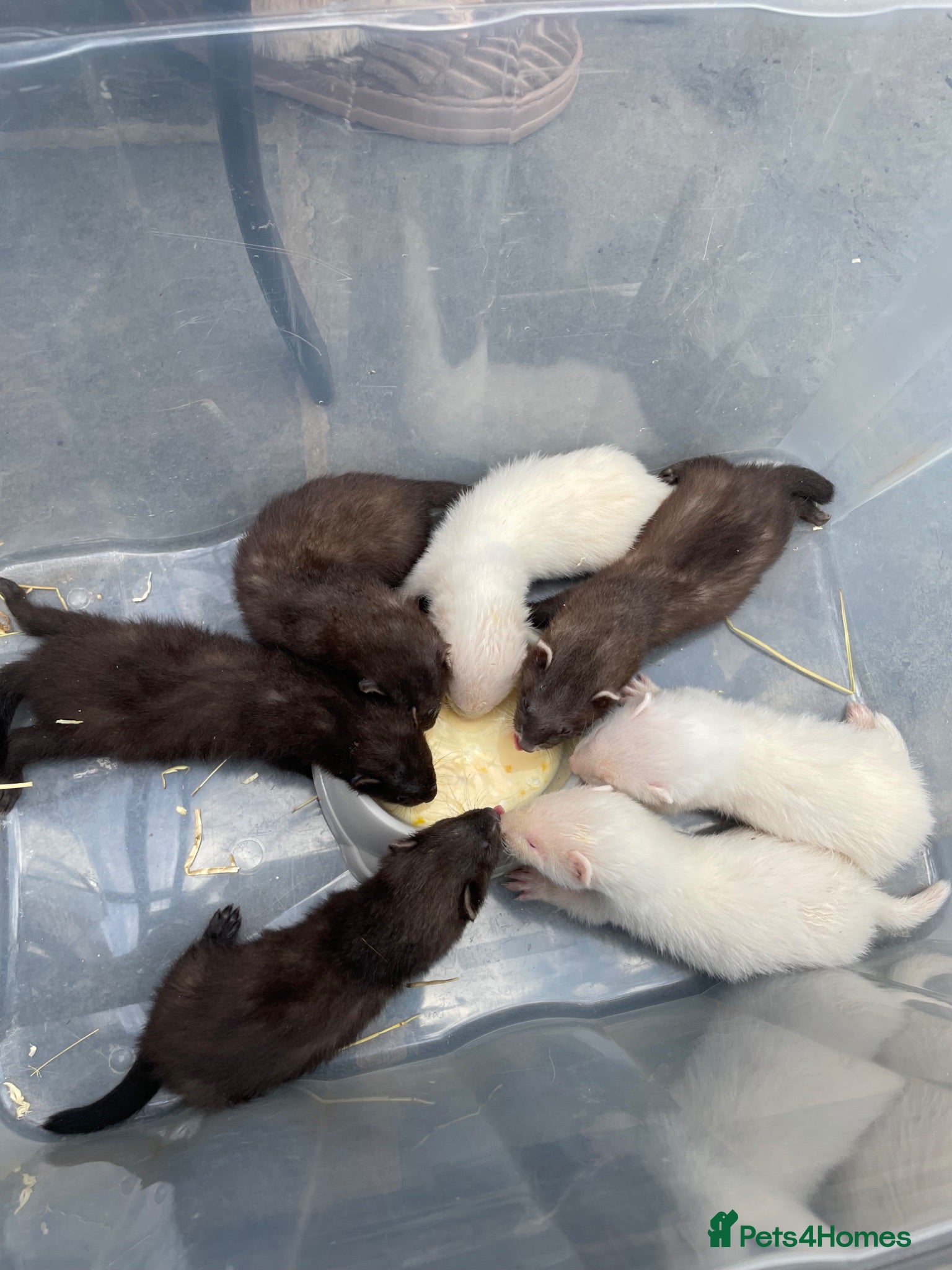 Ferret rodents Black and white Ferret’s  - Advert 11