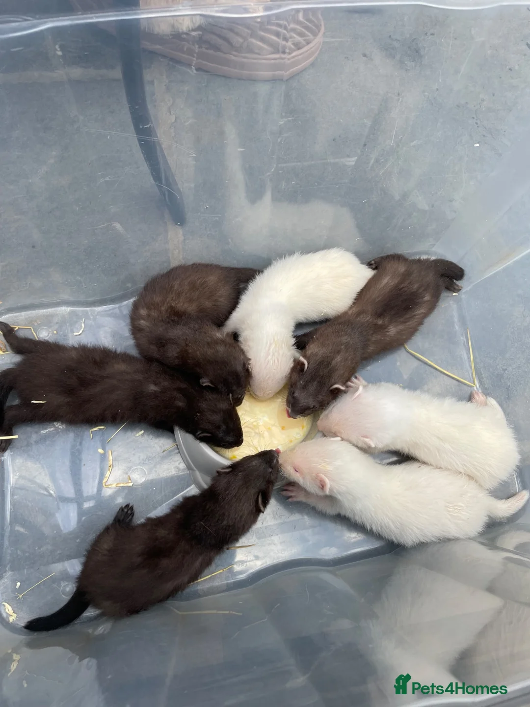 Ferret rodents for sale: Black and white Ferret’s  in Keighley - Advert 1