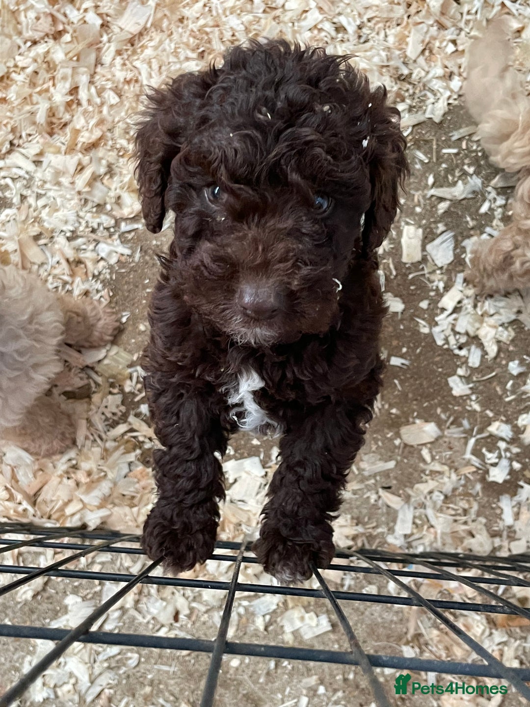 Cockapoo dogs for sale: 3 gorgeous boys ready for their homes    - Advert 4
