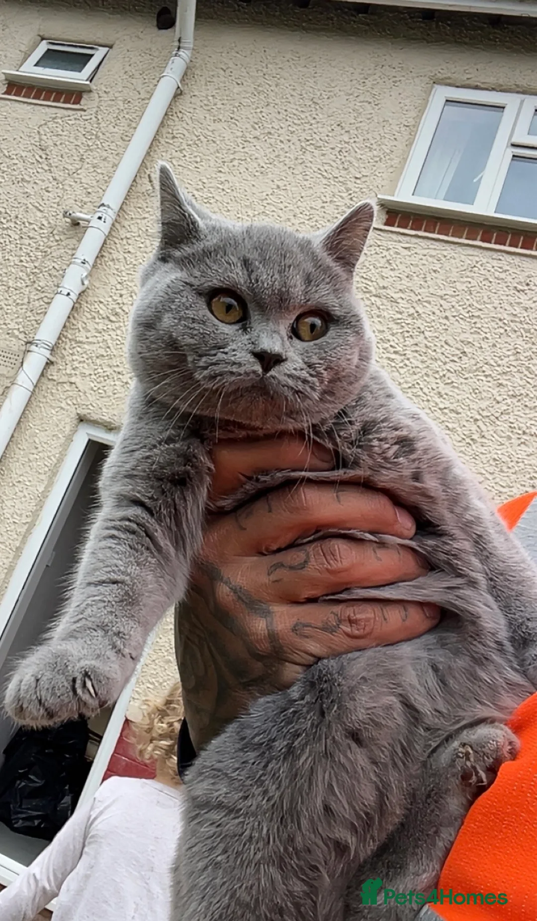 British Shorthair cats for sale: Two British short haired cats - Advert 2