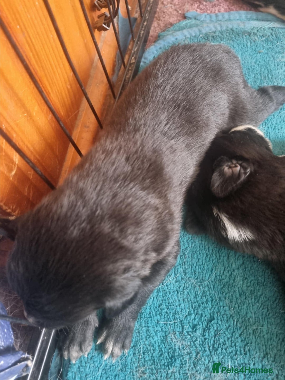 Border Collie dogs for sale: new litter of border collie pups for sale  - Image 10