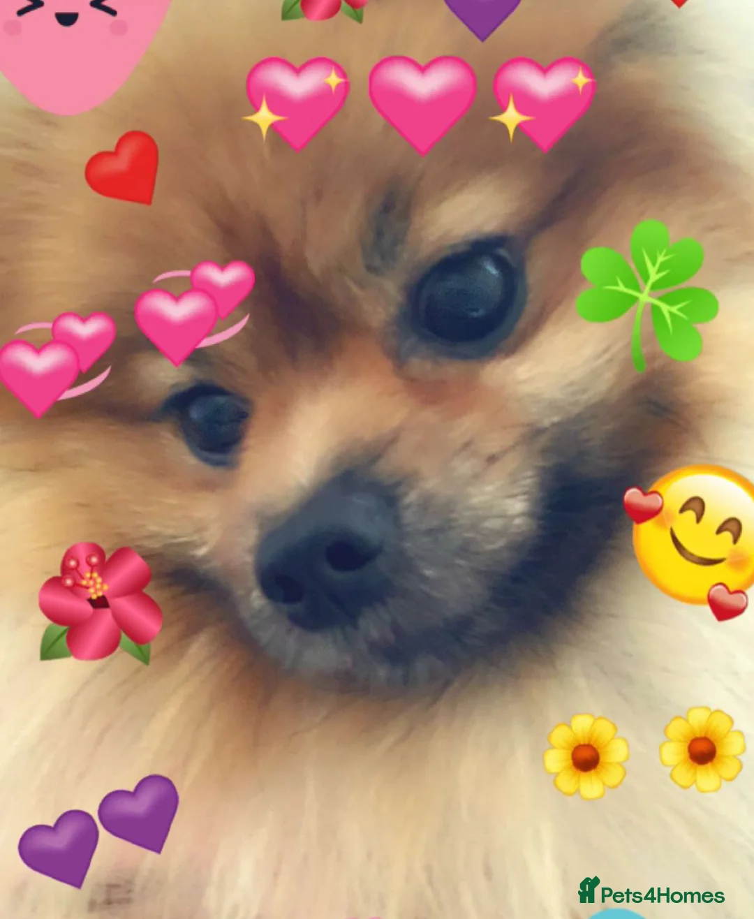 Pomeranian dogs for sale: Pomarain - Advert 1