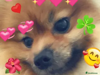 Pomeranian dogs Pomarain - Advert 3