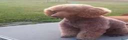 Cavapoo dogs for sale: Fluffy Cockalier-a-Poo Puppies – Ready Soon! - Advert 12