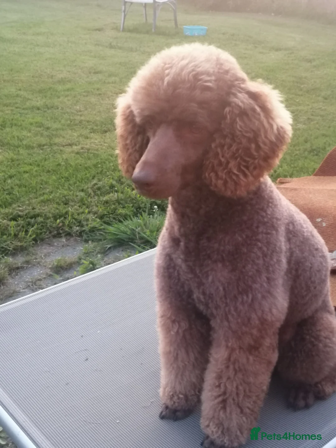 Cavapoo dogs for sale: Fluffy Cockalier-a-Poo Puppies – Ready Soon! - Advert 12