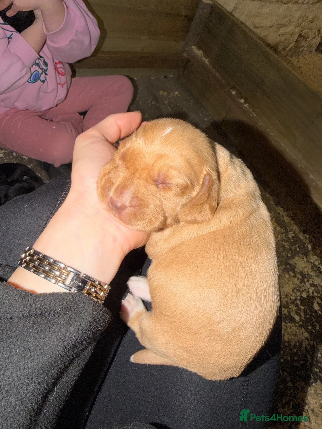 Cockerdor dogs for sale: ⭐ Exceptional Cockerdor Puppies ⭐ - Advert 2