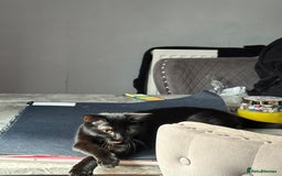 Mixed Breed cats for sale: Black kitten - Advert 1